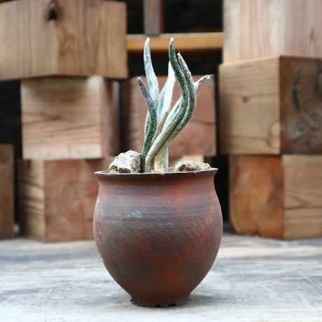 アストロフィツム カプト メデューサ (台付き)／Astrophytum caputmedusae   no.91828