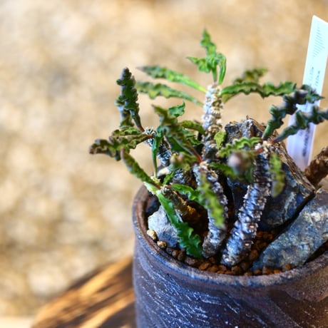 Euphorbia decaryi × 安西 桂　  no.11417