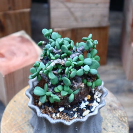 ケラリア  ピグマエア／Ceraria pygmaea    no.73129