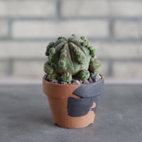 Euphorbia obesa (仔吹きオベサ) × N/OH(3号)  no.510/41