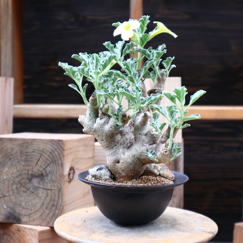 プテロディスクス マカチニエンシス　塊根植物　発根済み　輸入実生株 プテロディスクス マカチニエンシス／Pterodiscus makatiniensis