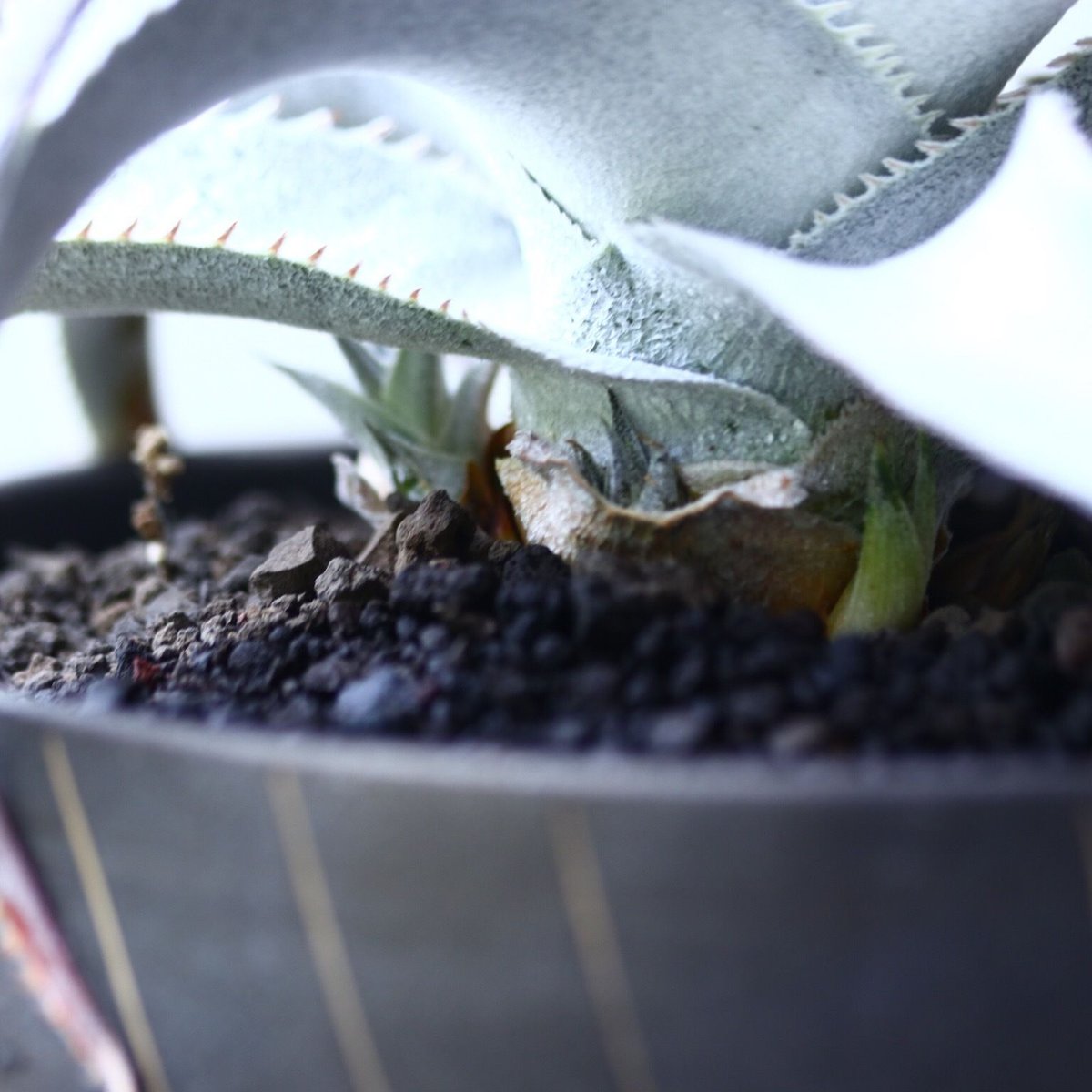 ディッキア マルニエ ラポストレイ var. エステベシー dyckia