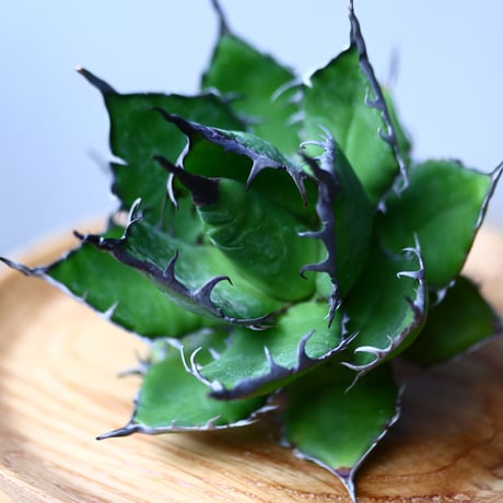 アガベ ホリダ    Agave horrida     no.1025-1