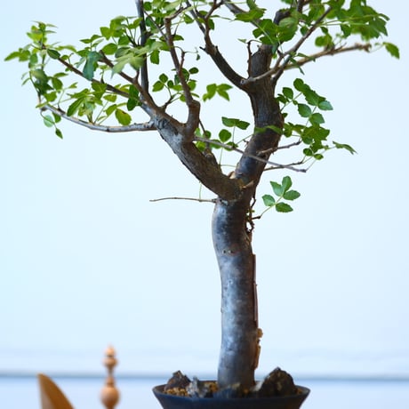 Bursera fagaroides × たけろうポット   no.90335