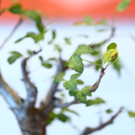 Bursera fagaroides × soso   no.100846