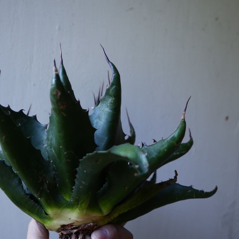 アガベ モンタナ Agave montana no.111027 | 芽の巣山 アガベ モンタナ Agave montana no.111027 | 芽の巣山