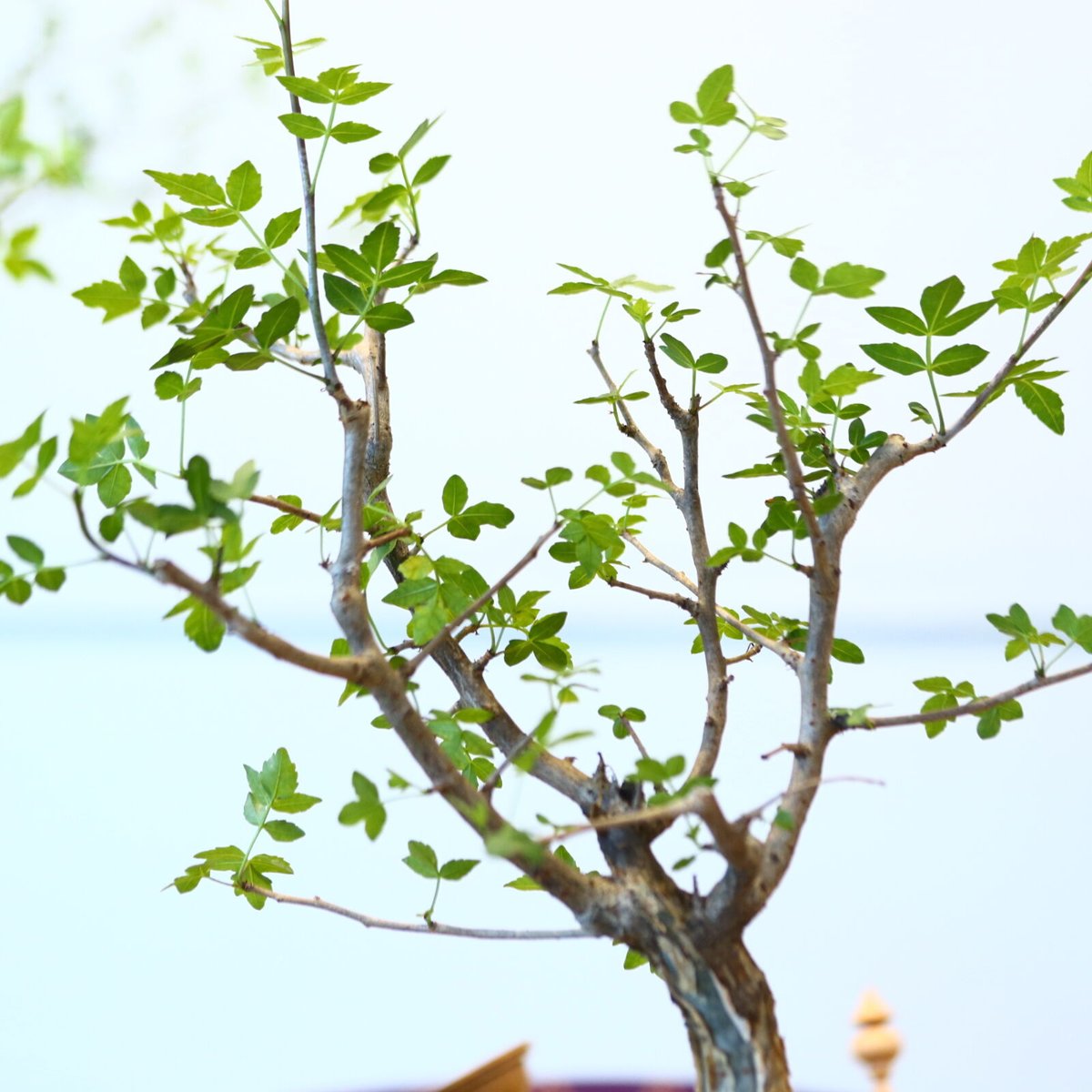 ブルセラ ファガロイデス / Bursera fagaroides no.62519 |
