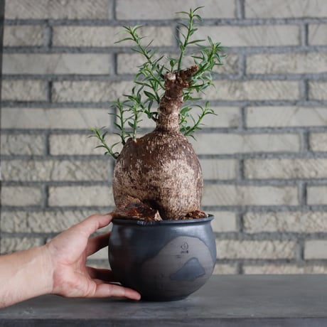Pachypodium bispinosum × N/OH (4.5号)  no.817-23
