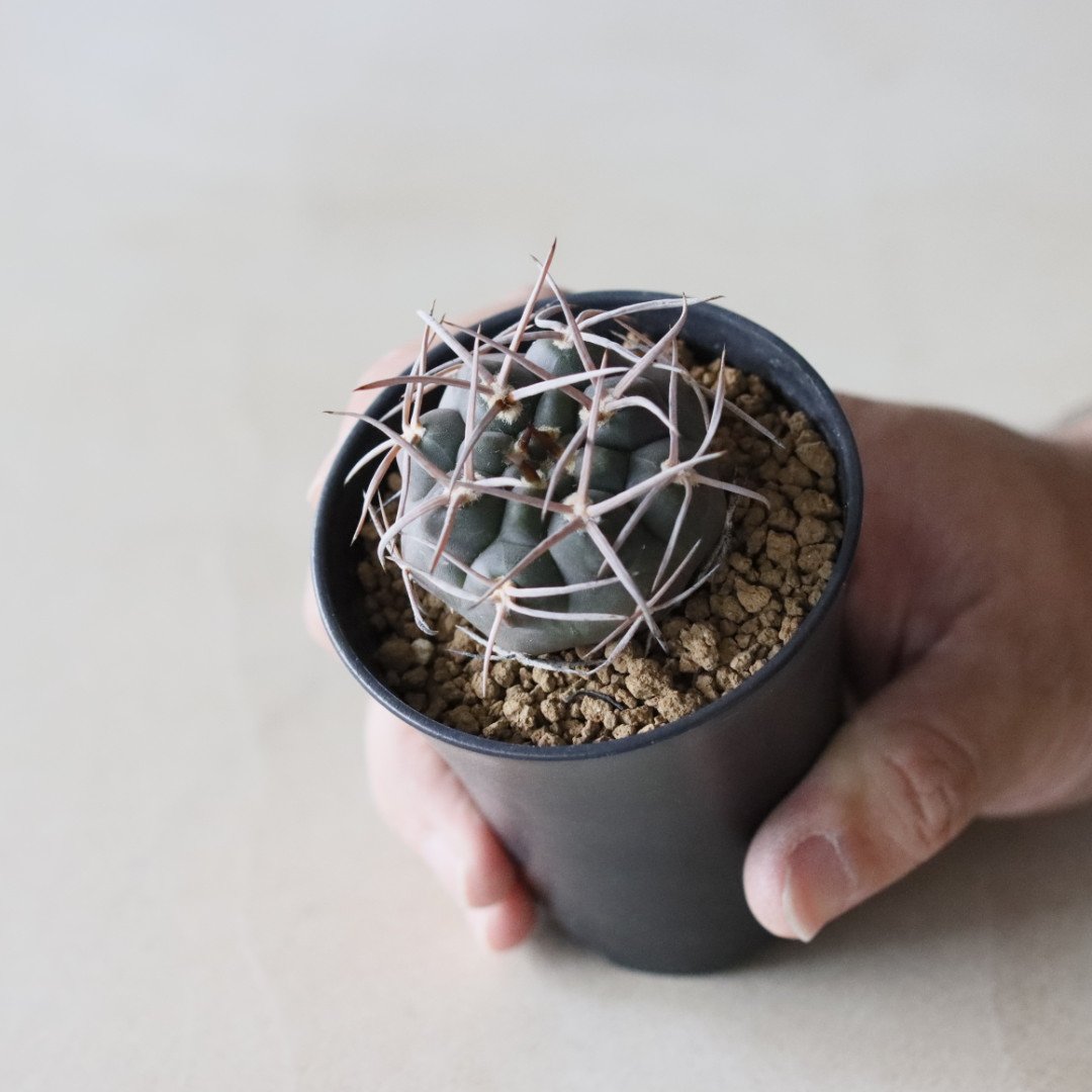 ymnocalycium mazanense / 魔天竜 (2.5号鉢) no.913/29