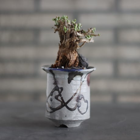 Ceraria pygmaea × Norikatsu Sato (3.5号)  no.907-31