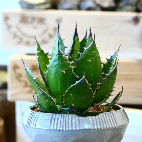 Agave horrida × N/OH   no.107118