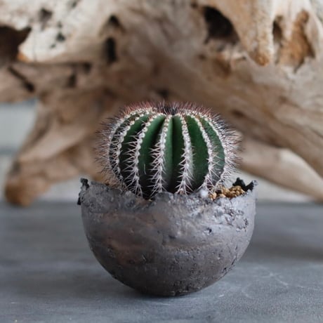 Uebelmannia pectinifera × takero pot (3号)  no.629-17