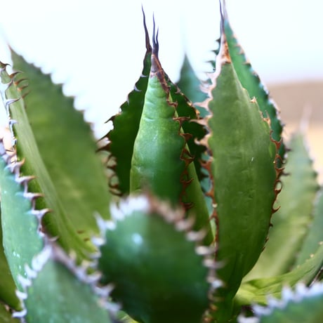 Agave horrida × soso    no.111265
