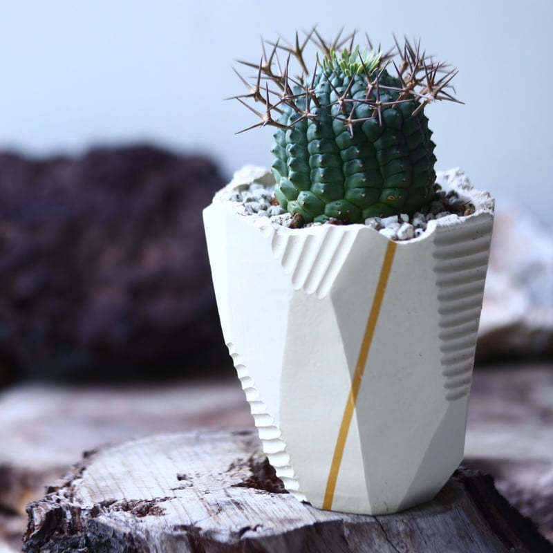 群星冠 Euphorbia stellispina no.023 | 芽の巣山