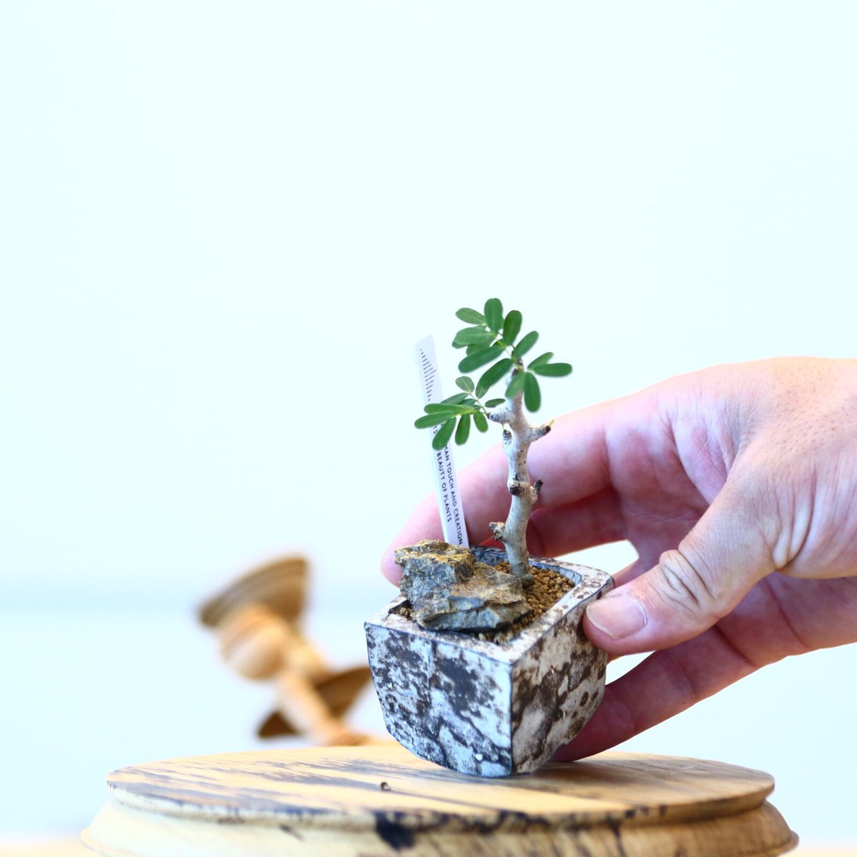 たけろうポット × センナ メリディオナリス 挿し木 no.72336 | 芽の巣山