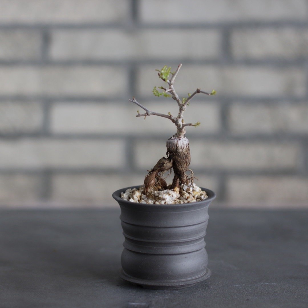 makongu枠　パキプス makongu様 専用枠 パキプスの通販｜www.sanitizone.com