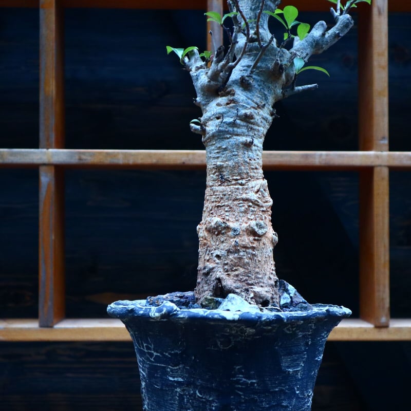 バオバブ／Baobab no.90525 | 芽の巣山