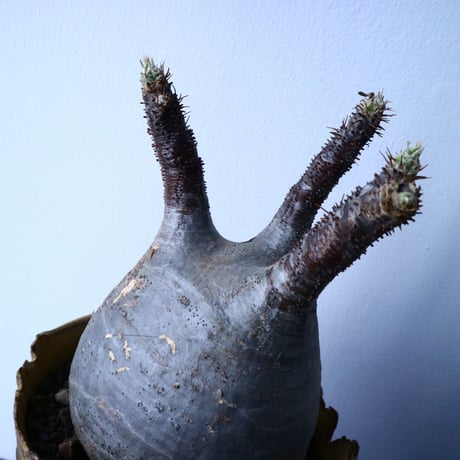パキポディウム グラキリス Pachypodium rosulatum var. gracilius   No.31028