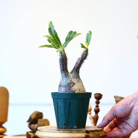 パキポディウム  グラキリス / Pachypodium  gracilius   no.52814