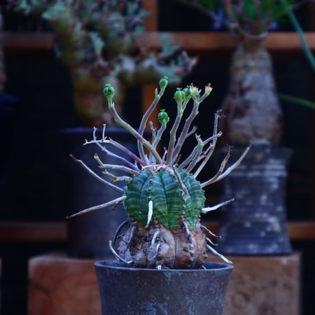 ユーフォルビア  バリダ／Euphorbia valida    no.62016
