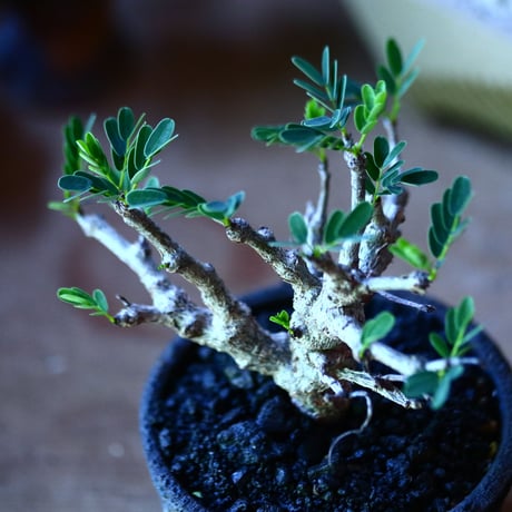 センナ メリディオナリス   Senna meridionalis  no.81601
