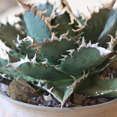 《Style of Chika》Agave titanota solareclipse × N/OH  no.301-7