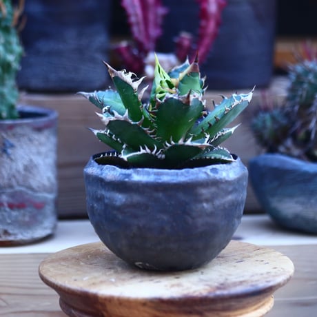 レッドキャットウィールズ | STORES