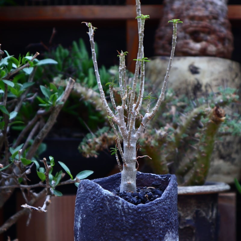 ユーフォルビア バルサミフェラ／Euphorbia balsamifera no.60