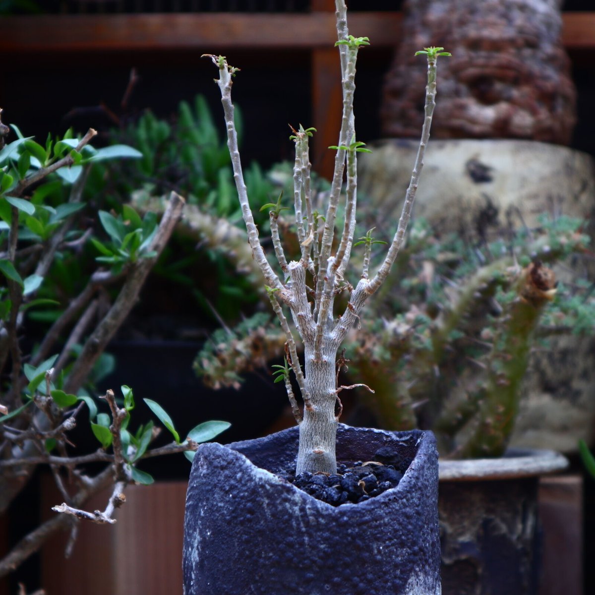ユーフォルビア バルサミフェラ/Euphorbia balsamifera no.60 ユーフォルビア バルサミフェラ/Euphorbia balsamifera no.60