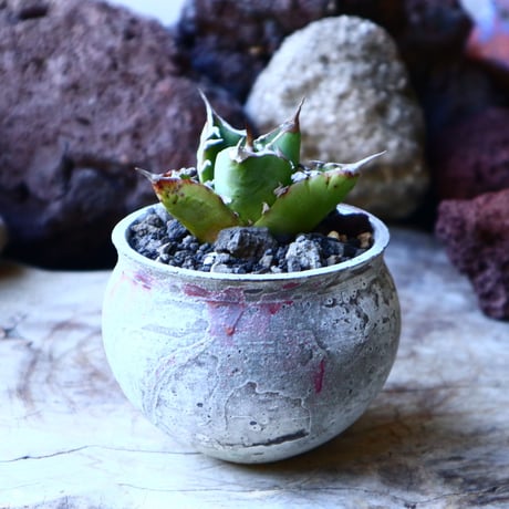 アガベ チタノタ     Agave titanota    no.32215