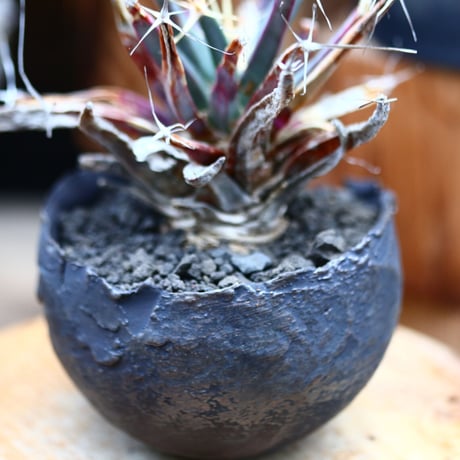 レウクテンベルギア  晃山／Leuchtenbergia principis  no.22025
