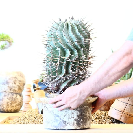Euphorbia horrida 'major'  × たけろうポット   no.91752