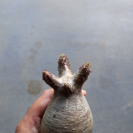 パキポディウム グラキリス 抜苗  Pachypodium rosulatum var. gracilius no.92932