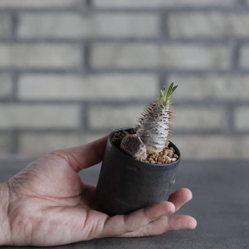 Pachypodium gracilius × Kazuhiro Arima (2.5号) n