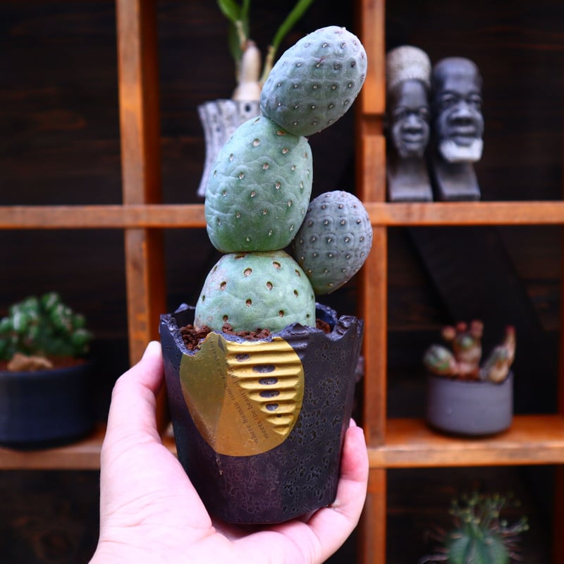 美株　テフロカクタス ゲオメトリクス 3玉　ミッキー型　鉢付き 美株 テフロカクタス ゲオメトリクス 3玉 ミッキー型 鉢付き