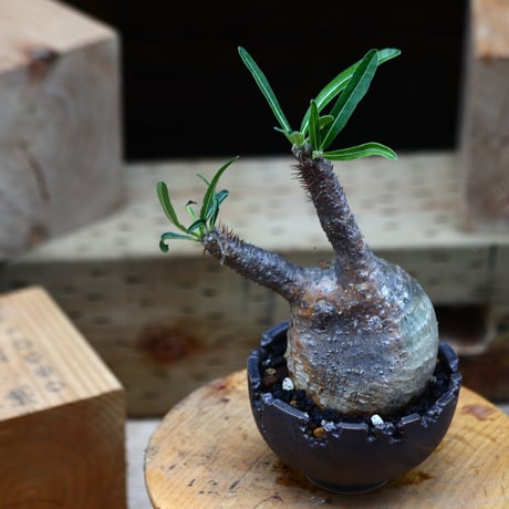 パキポディウム  グラキリス／Pachypodium  gracilius       no.82214