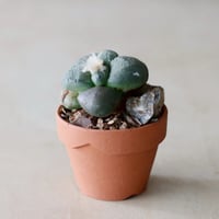 YAMABACHI ver. takero pot / テツサビ / 3pieces no.