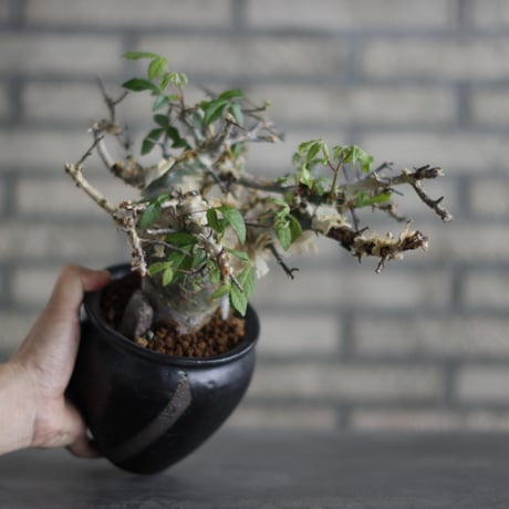 Commiphora kataf ver.turkanensis  × N/OH (3.5号)  no.706-23