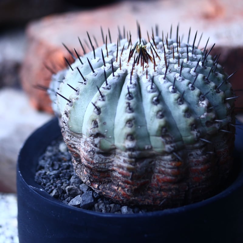 コピアポア 黒王丸 Copiapoa cinerea no.42677 | 芽の巣山