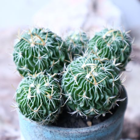 縮玉   Echinofossulocactus zacatecasensis    no.90810