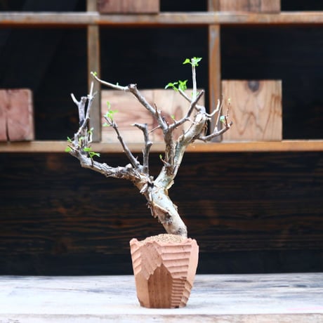 ブルセラ ファガロイデス / Bursera fagaroides / 発根済み　no.40210