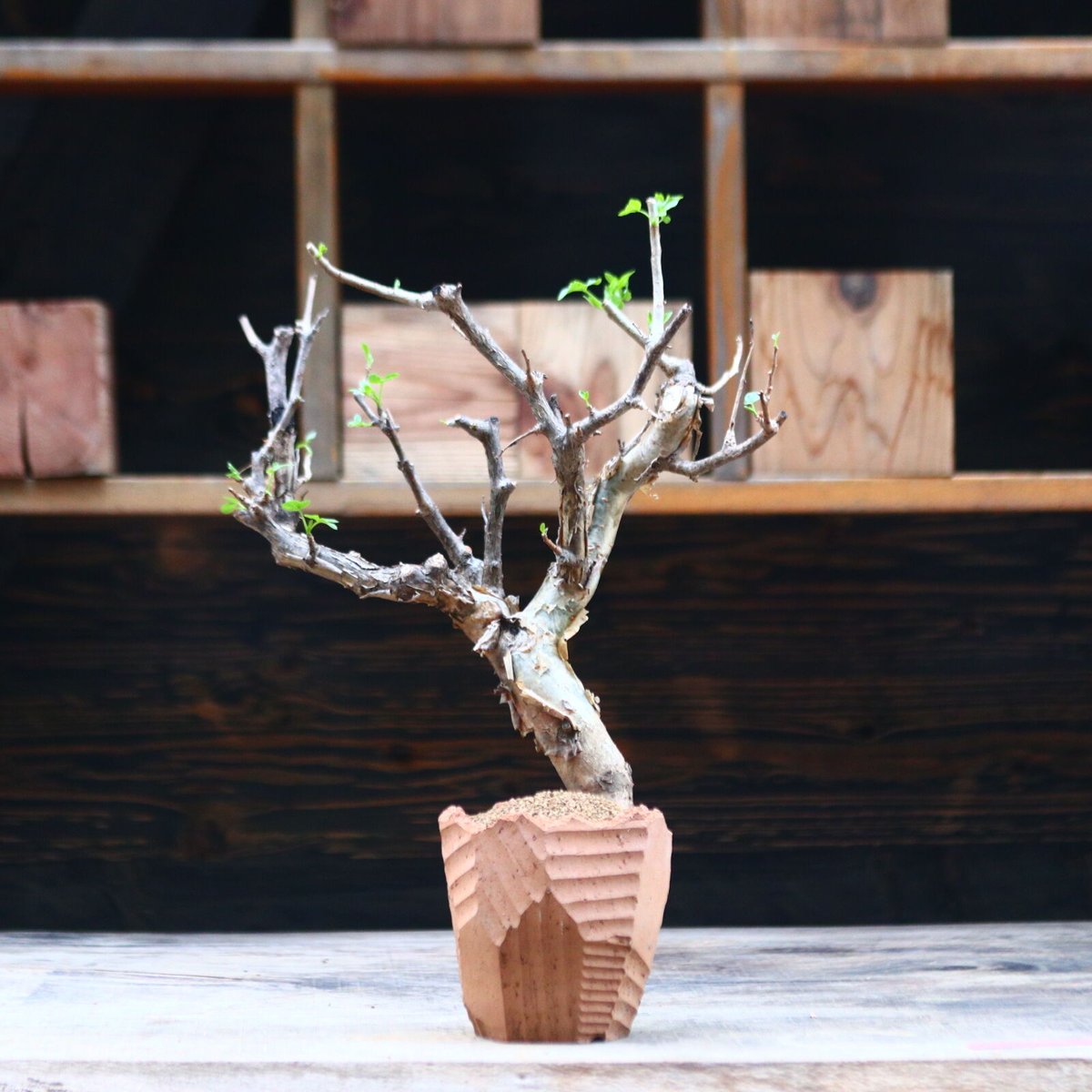 ブルセラファガロイデス　＊発根済 ブルセラ ファガロイデス / Bursera fagaroides / 発根済み no.402