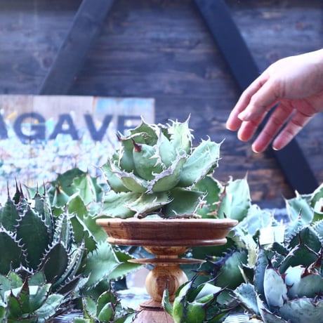 アガベ チタノタ   Agave titanota    no.103-22