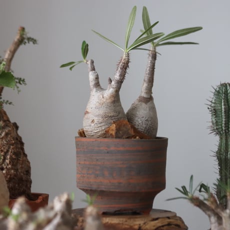 Pachypodium gracilius × N/OH    no.51229