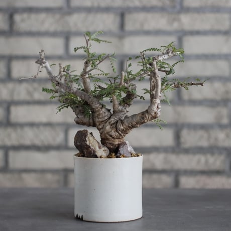 Boswellia neglecta × Atsushi Funakoshi (3.5号)  no.629-43