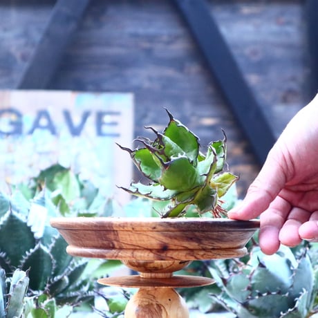 アガベ ホリダ    Agave horrida     no.103-48