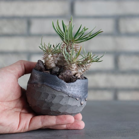 Pachypodium gracilius × N/OH (2.5号)  no.817-26