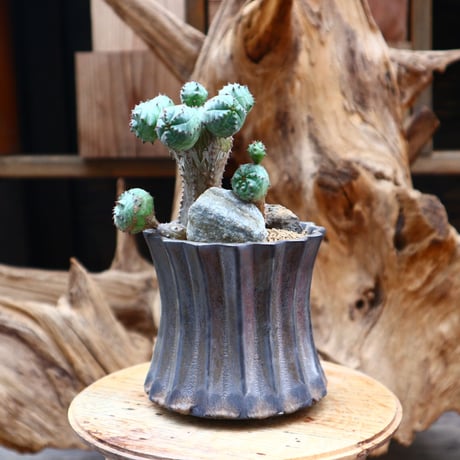 ユーフォルビア オベサ hyb. / Euphorbia obesa  hyb.    no.31239
