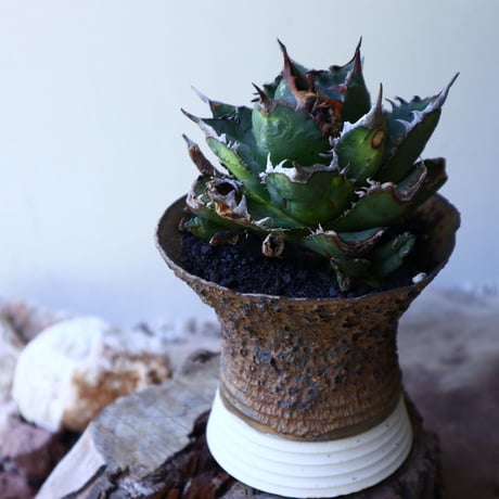 アガベ   チタノタ   FO-76   Agave titanota  "FO-76"  no.51904