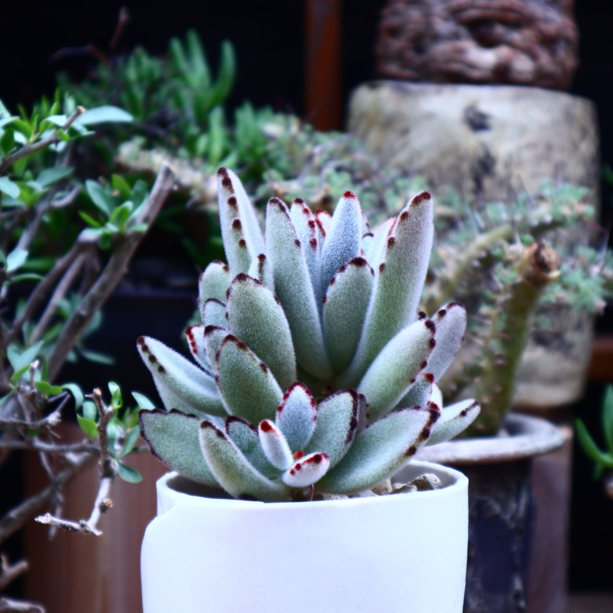 カランコエ トメントーサ 月兎耳／Kalanchoe tomentosa no.606